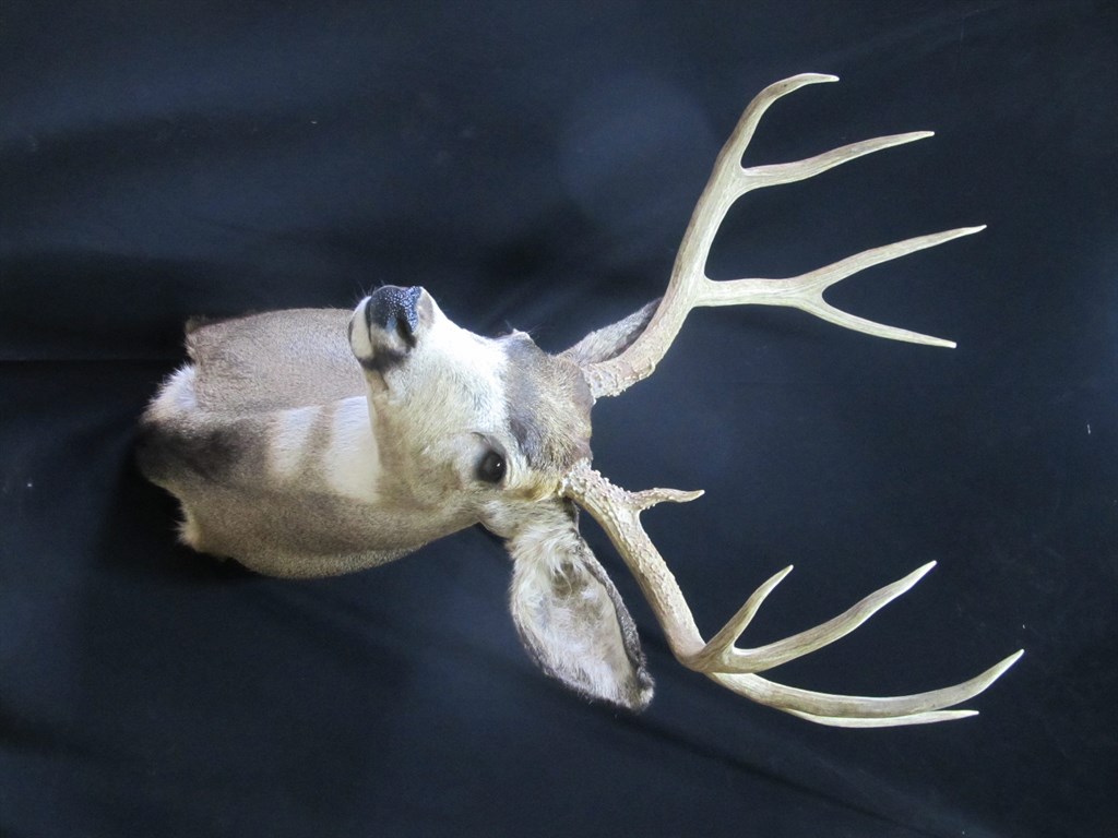 Mule Deer