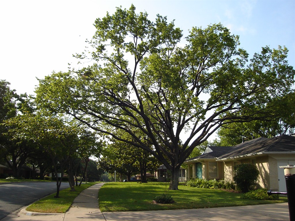 Perfect Tree