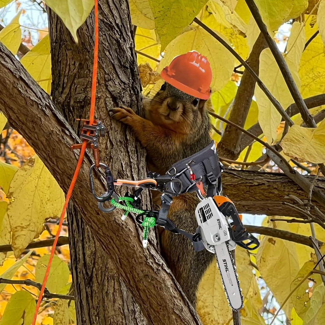 Avatar for Angel's tree service