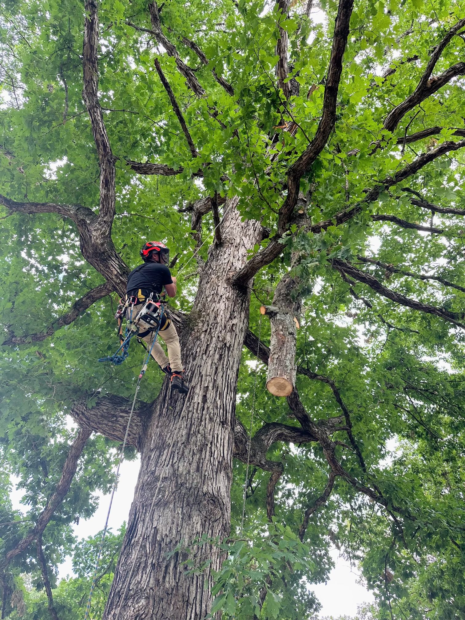 Avatar for Mynatt's Tree care