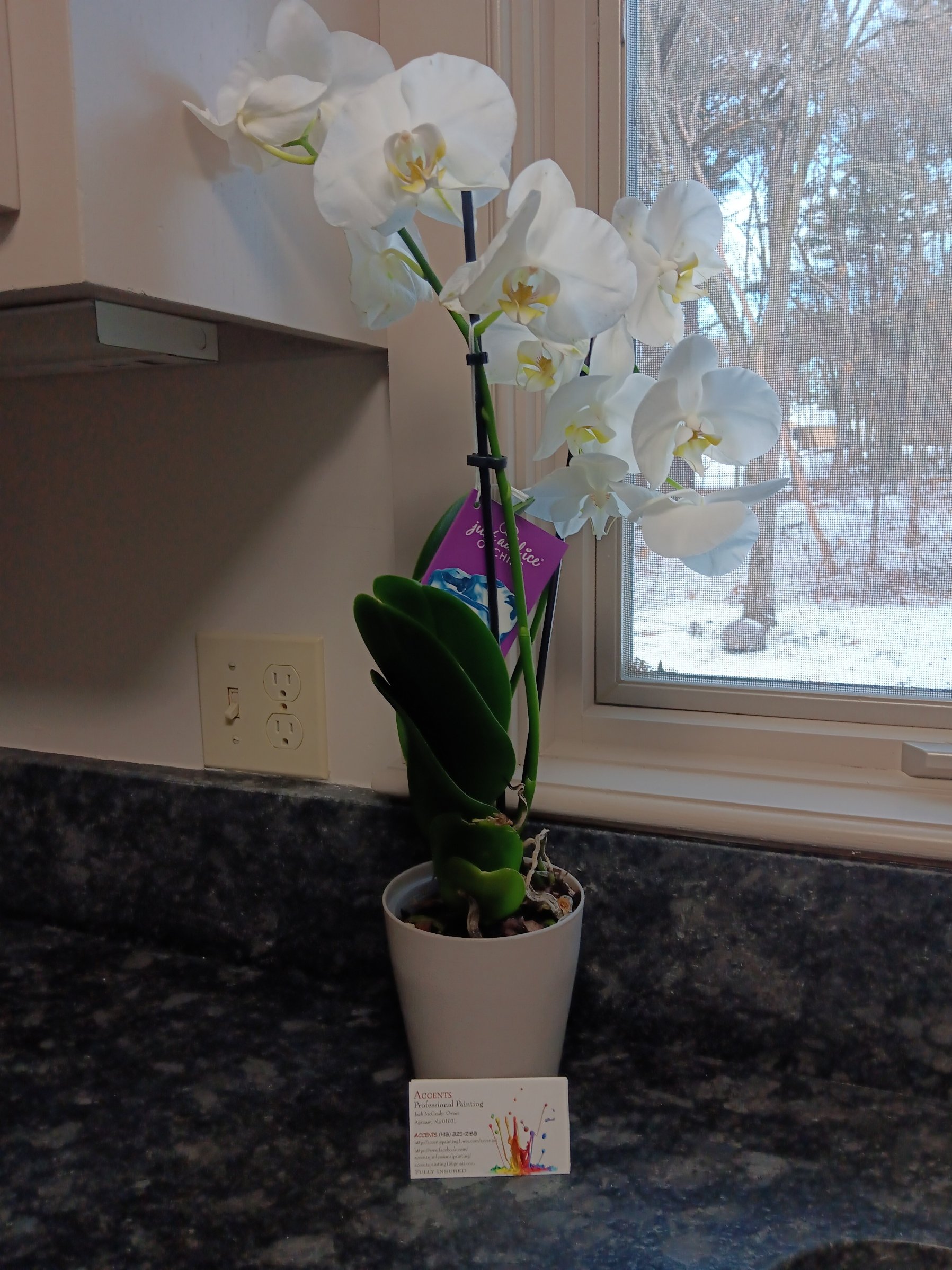 Avatar for accents professional painting