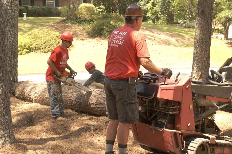 Todd’s Marietta Tree Services logo