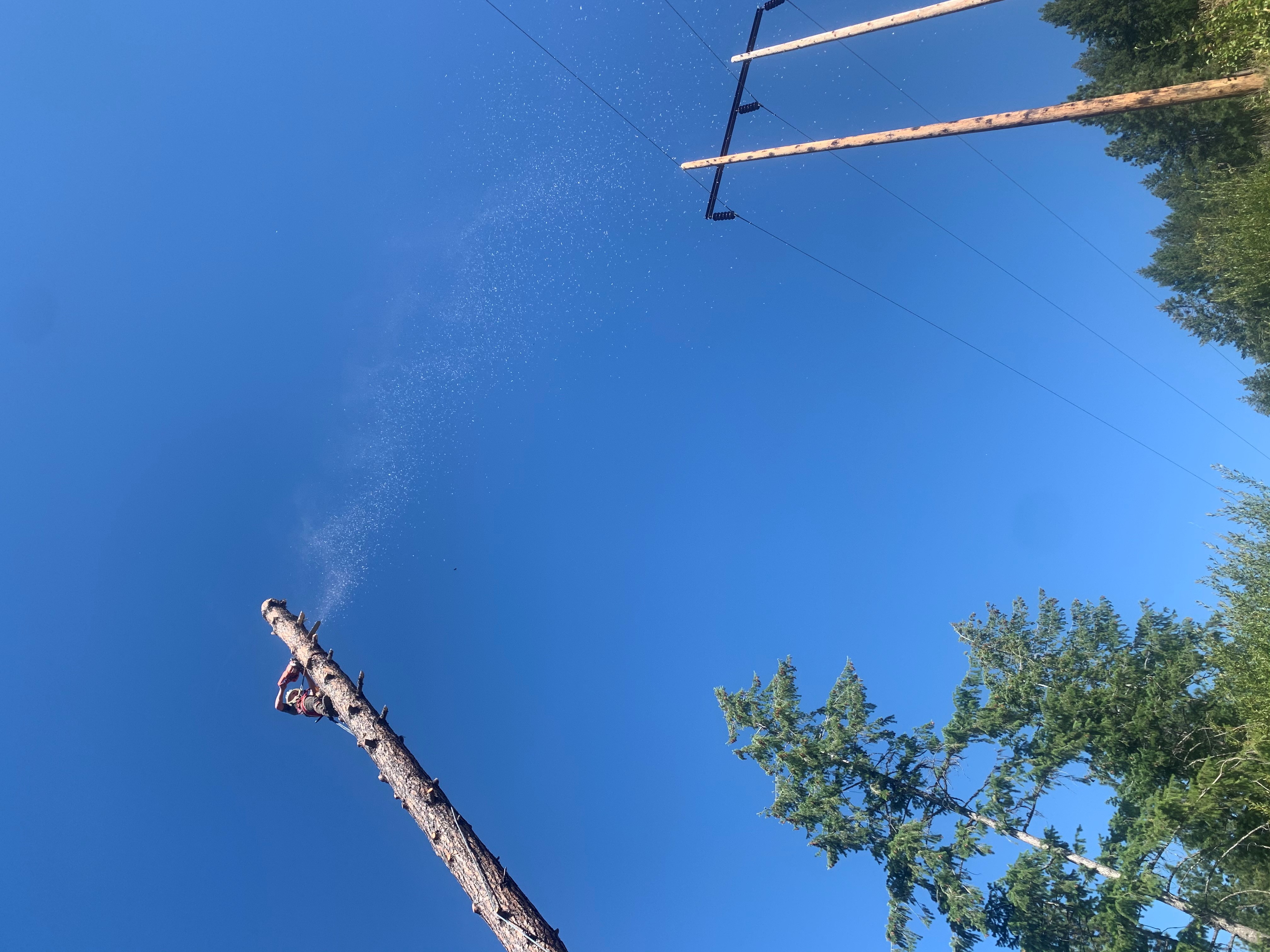 Avatar for Grizzly Tree Service