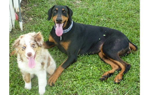 Mini Aussie and Dobermann
