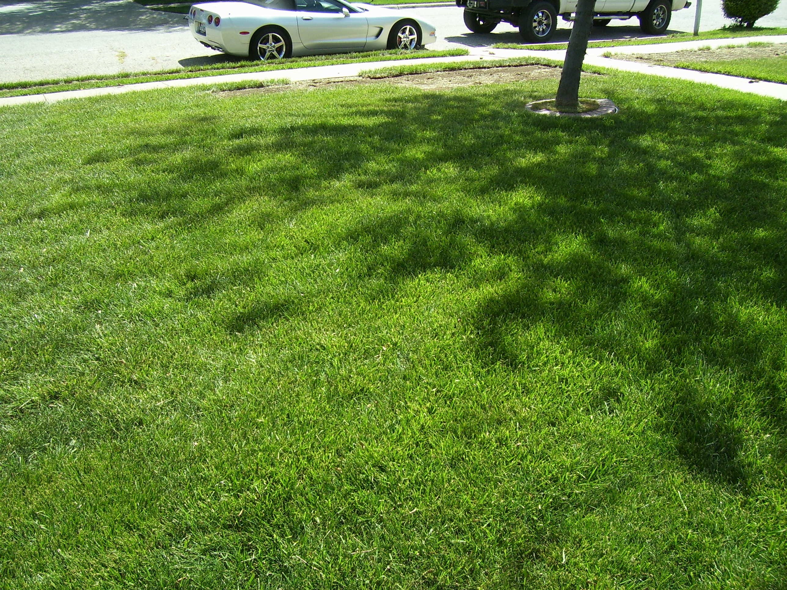 Avatar for Quality Lawn Care