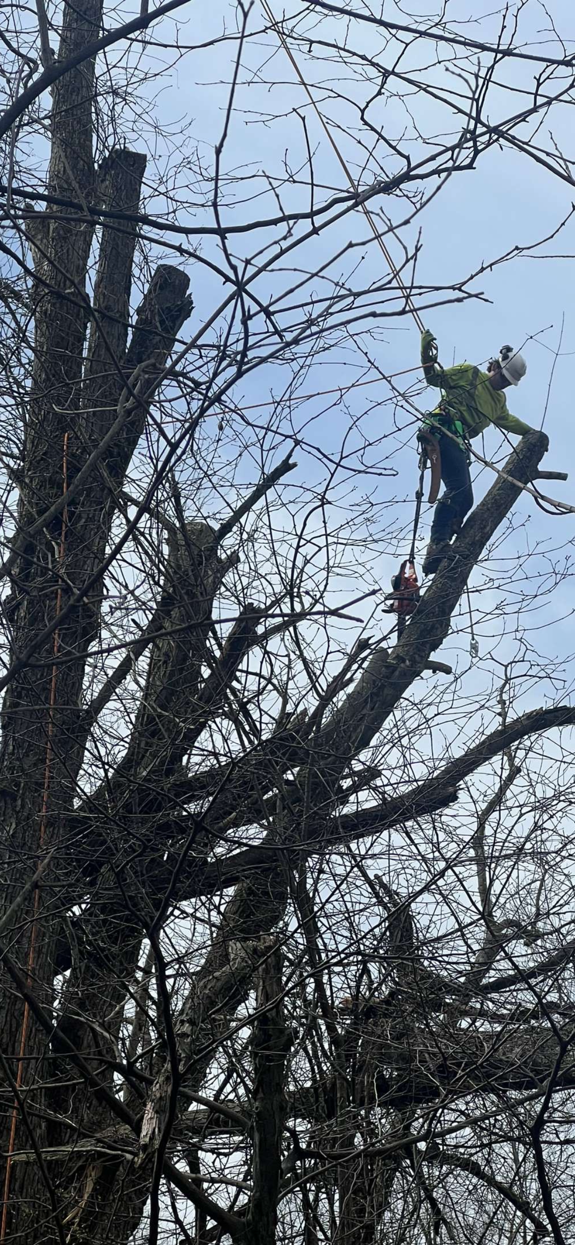 Avatar for Yonkins Tree expert