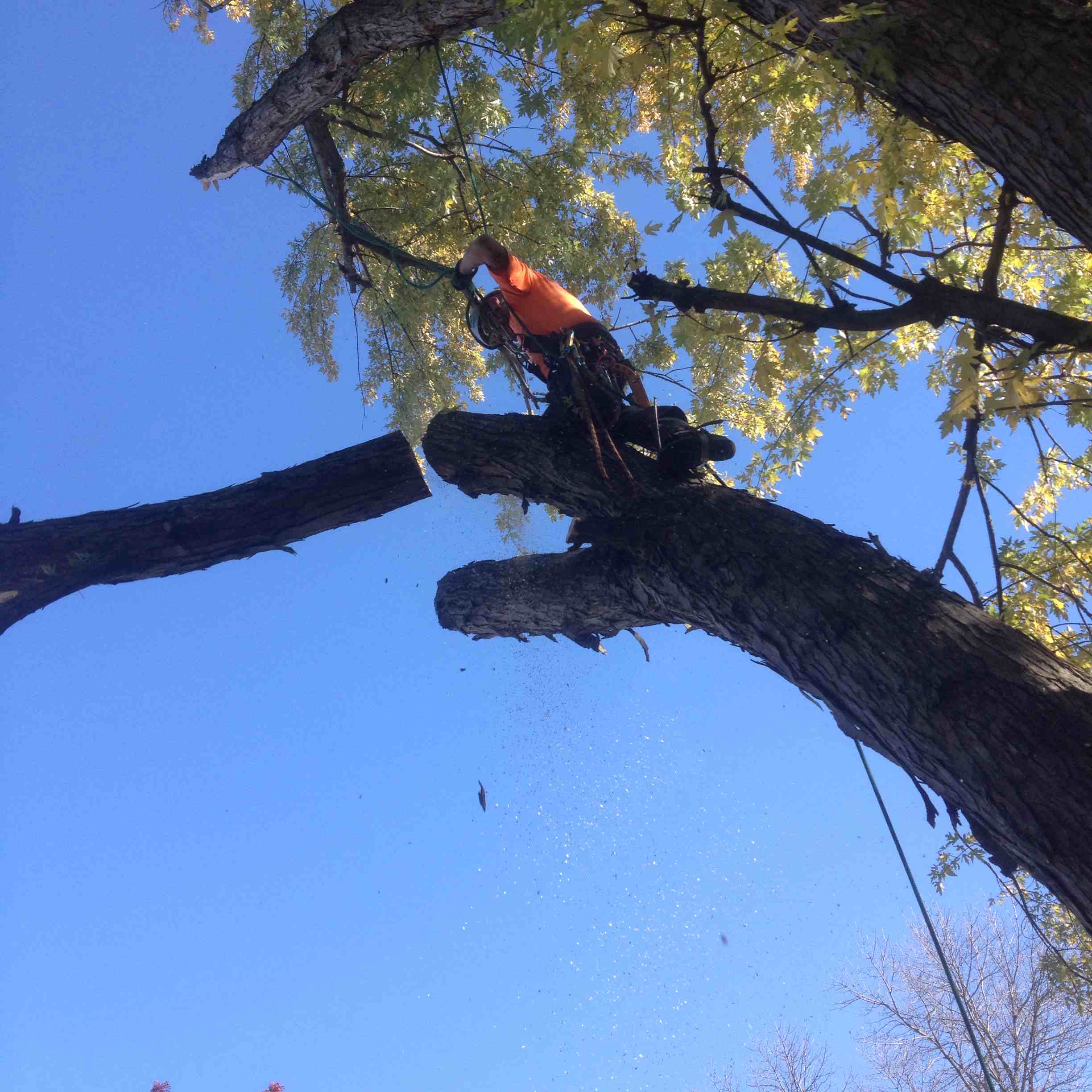 Wildish Tree Care logo