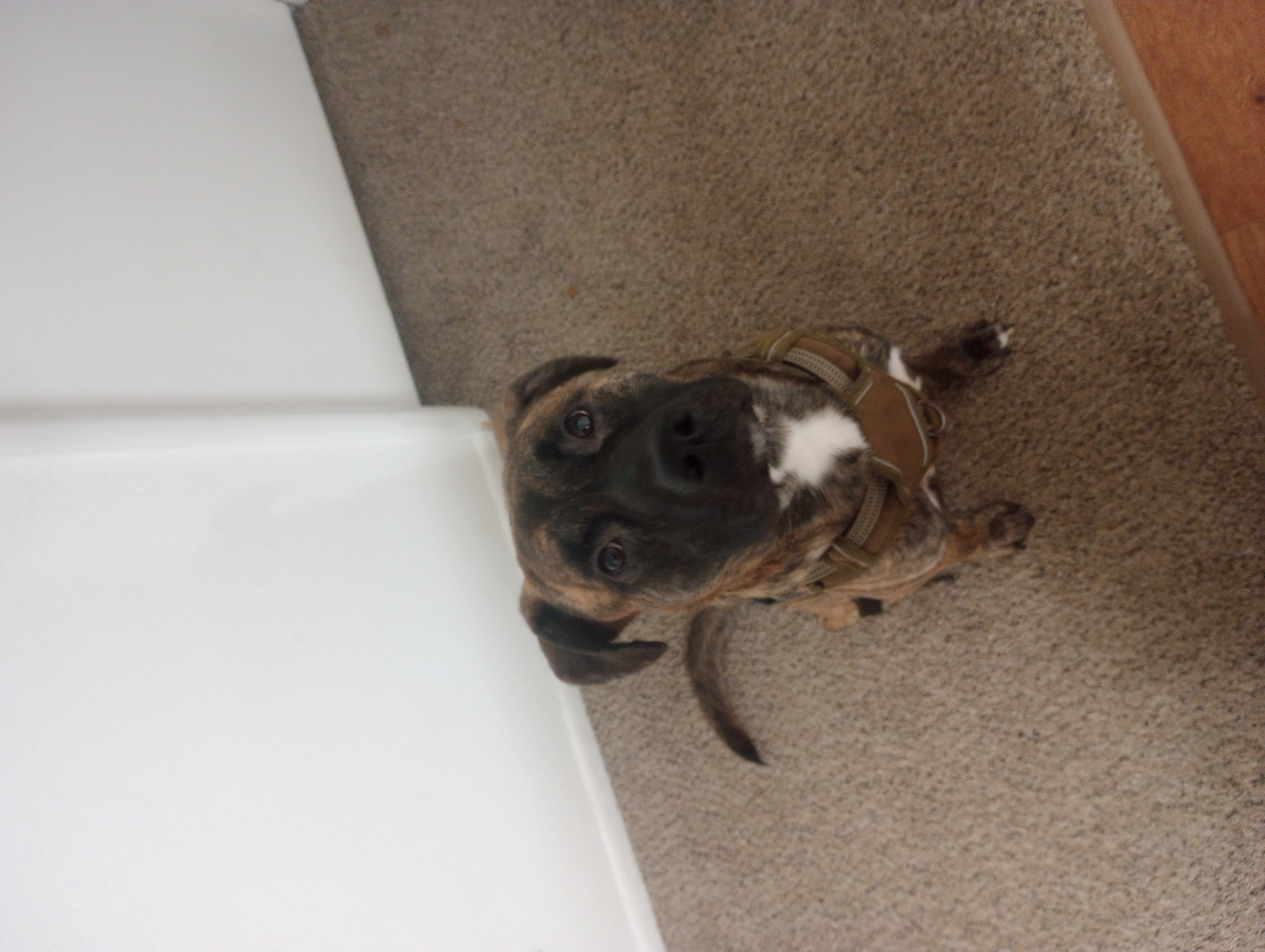 Avatar for J&B moving