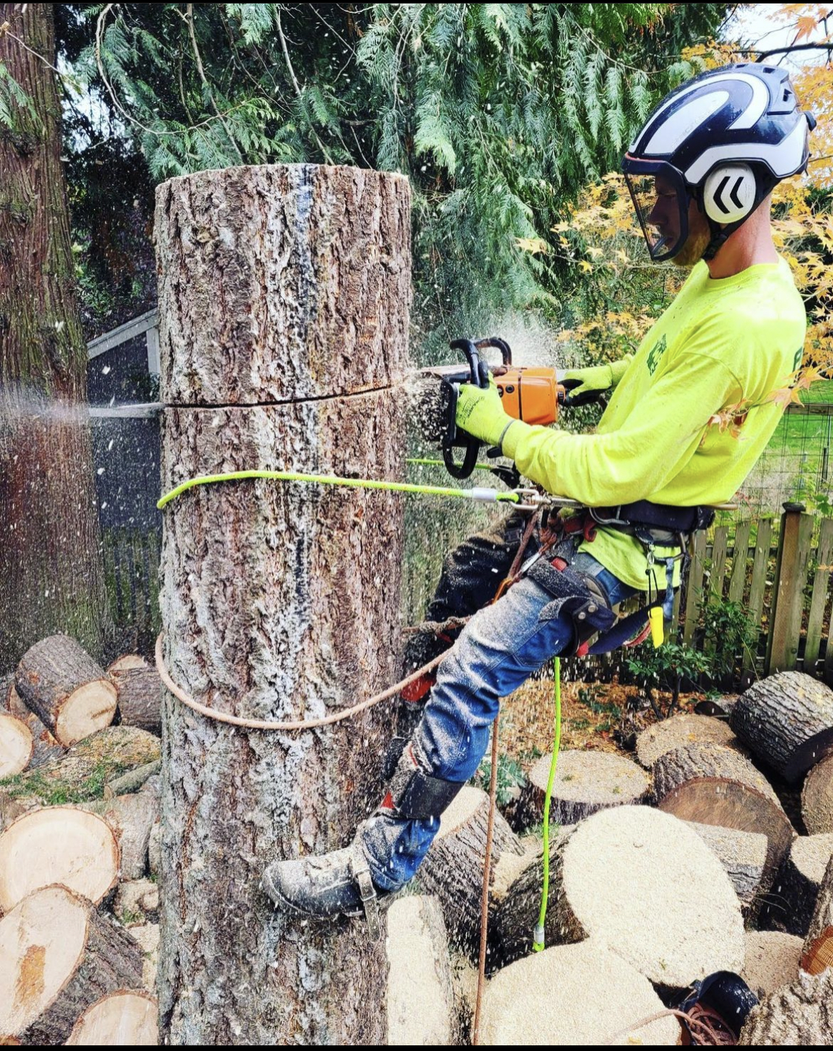 Avatar for Tree Doc. 