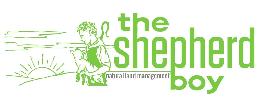 Avatar for The Shepherd Boy