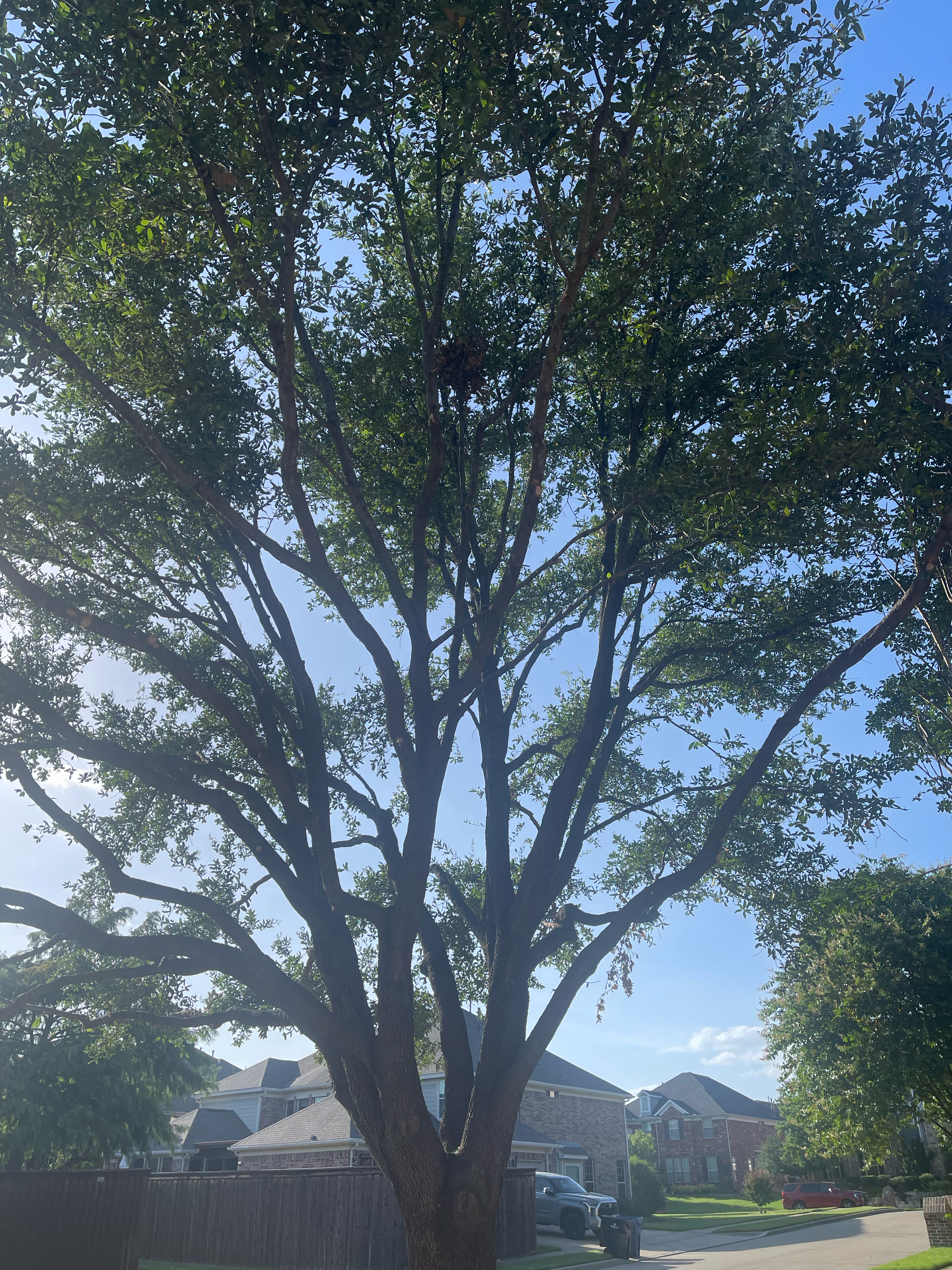 Logo for Valley Wide Tree Service