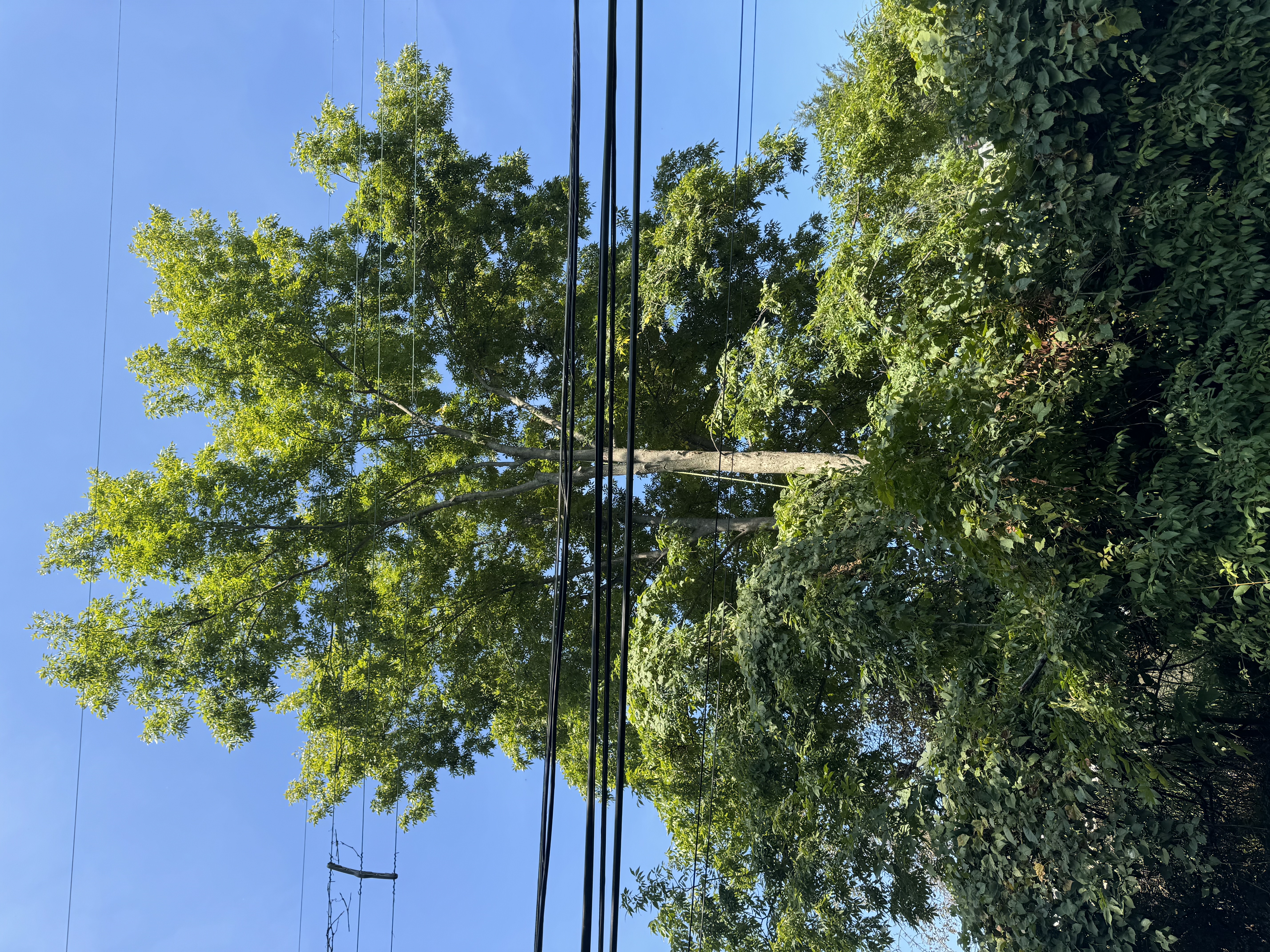 Avatar for Old hickory tree service 