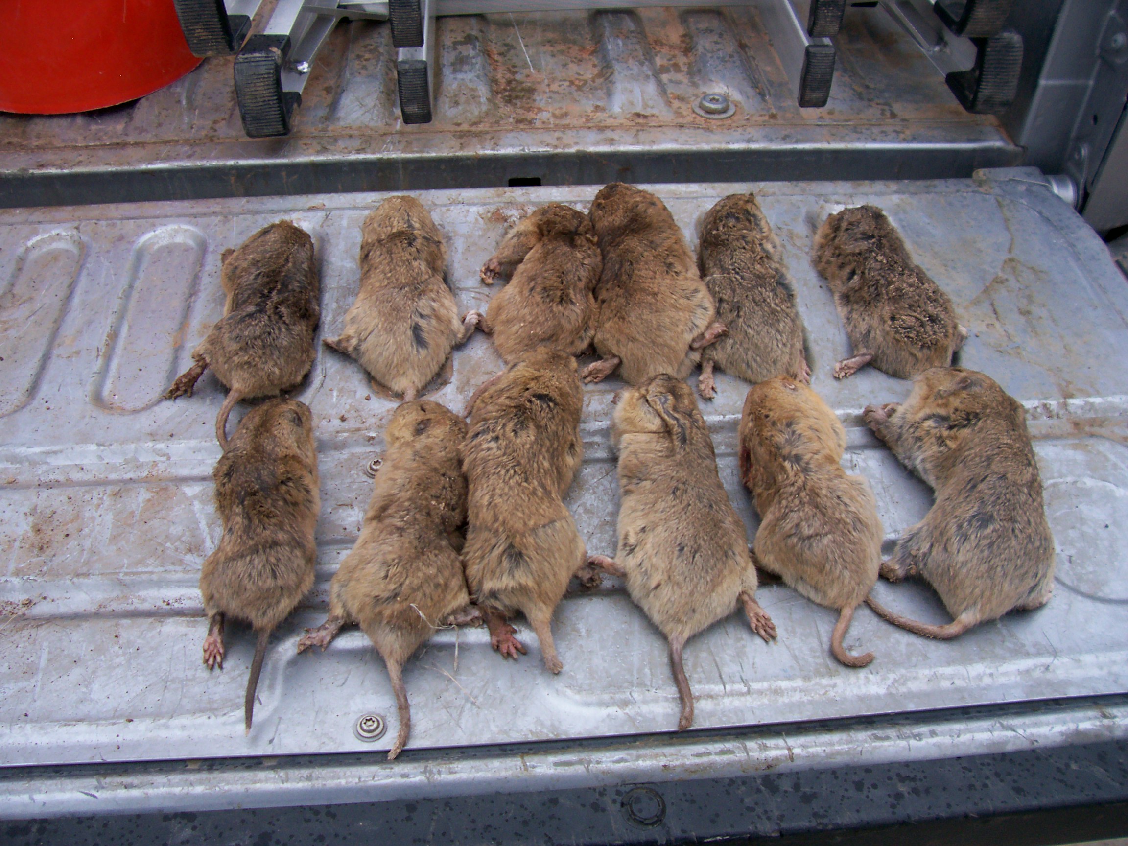 Gophers