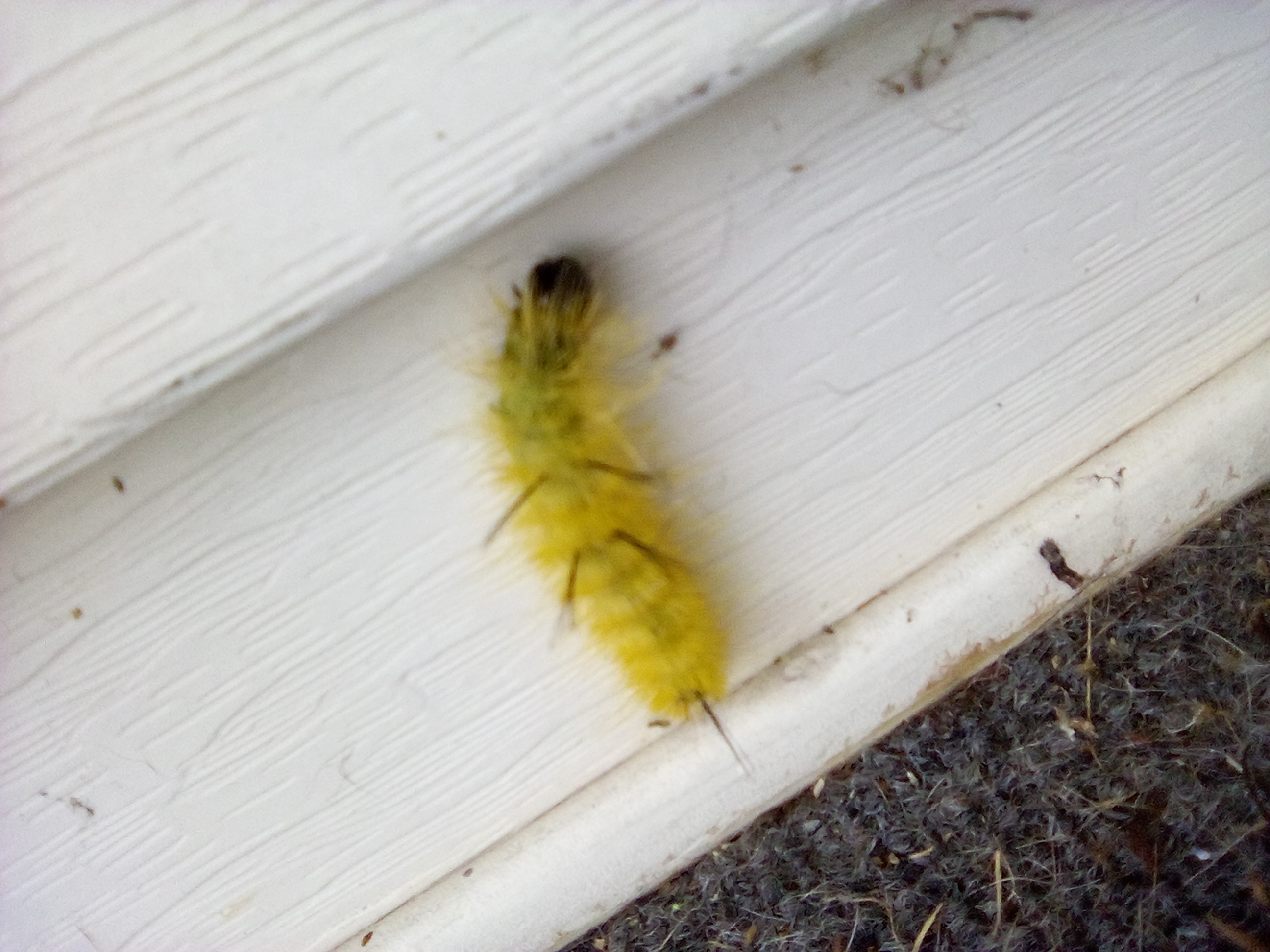 Avatar for Sewer hunters