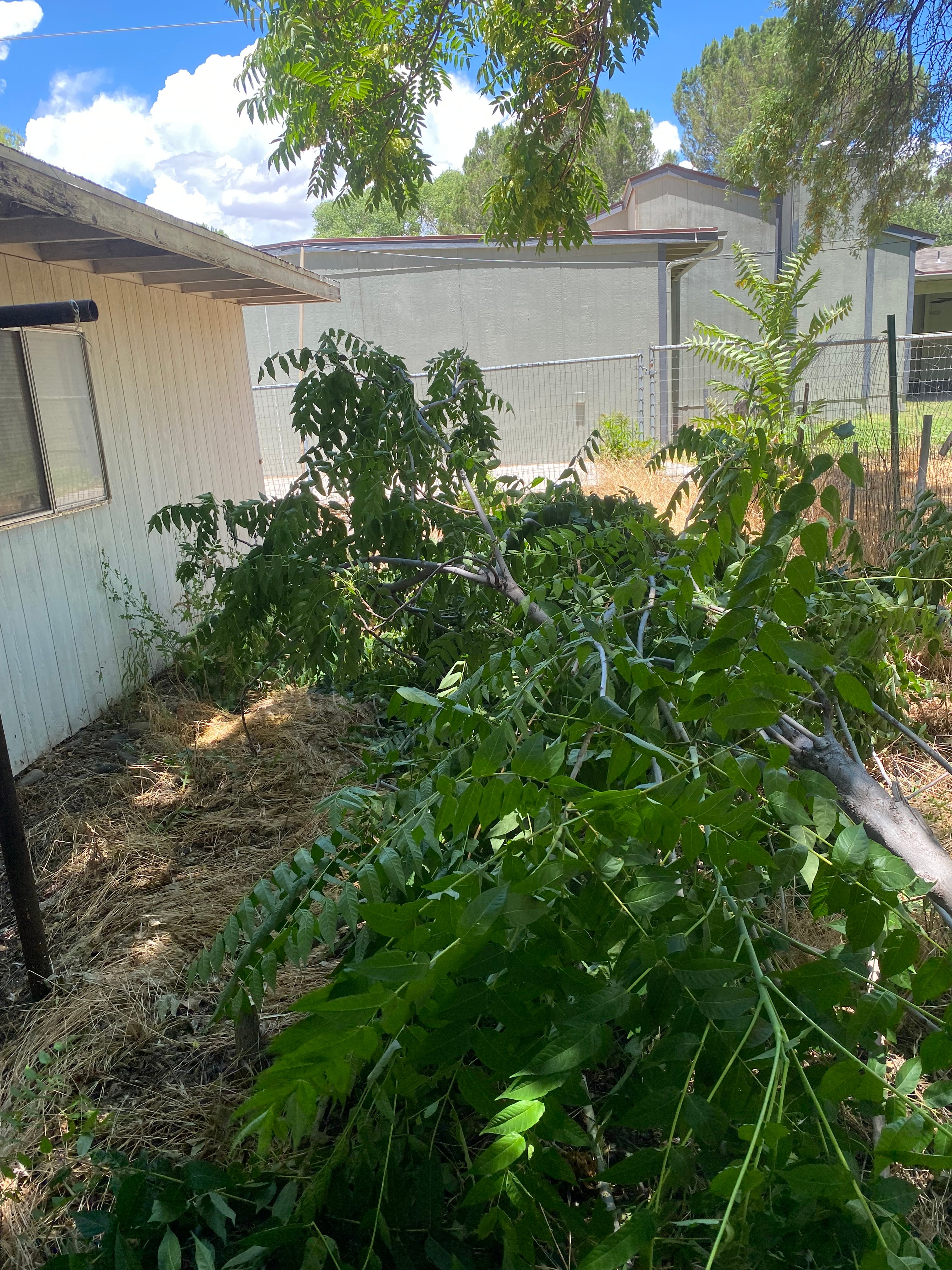 Avatar for The Saw Boss