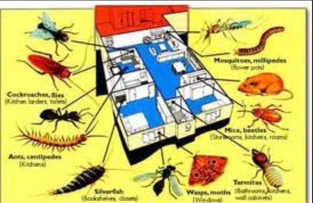Logo for A&A Pest Control