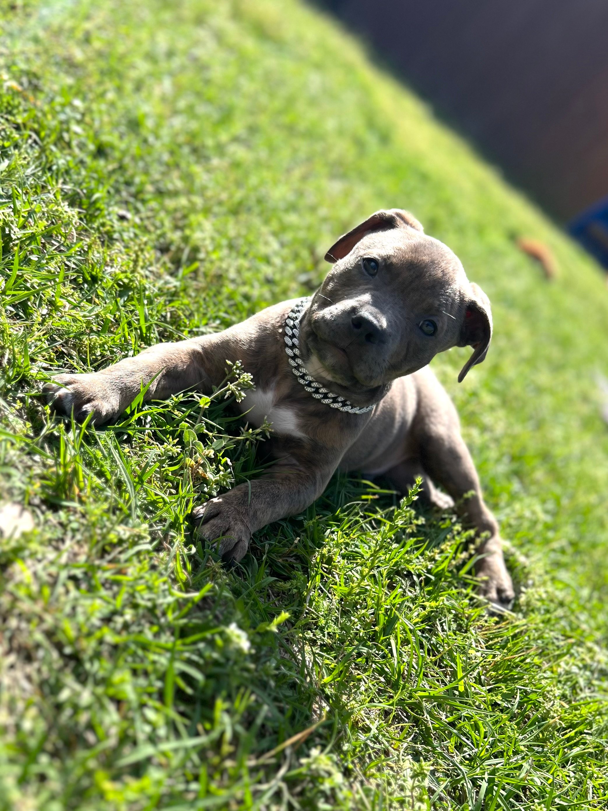 Avatar for Flor’s painting