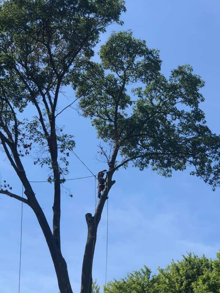 Avatar for Kettermans tree service