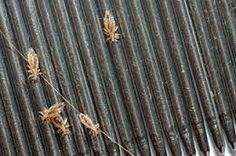 Bugs on a comb