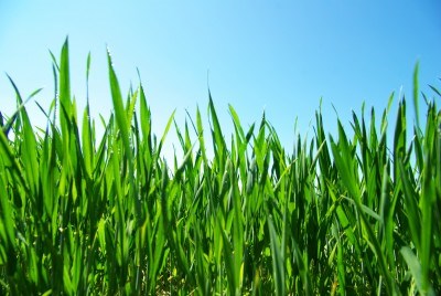 Avatar for Chase Designs Landscape Development