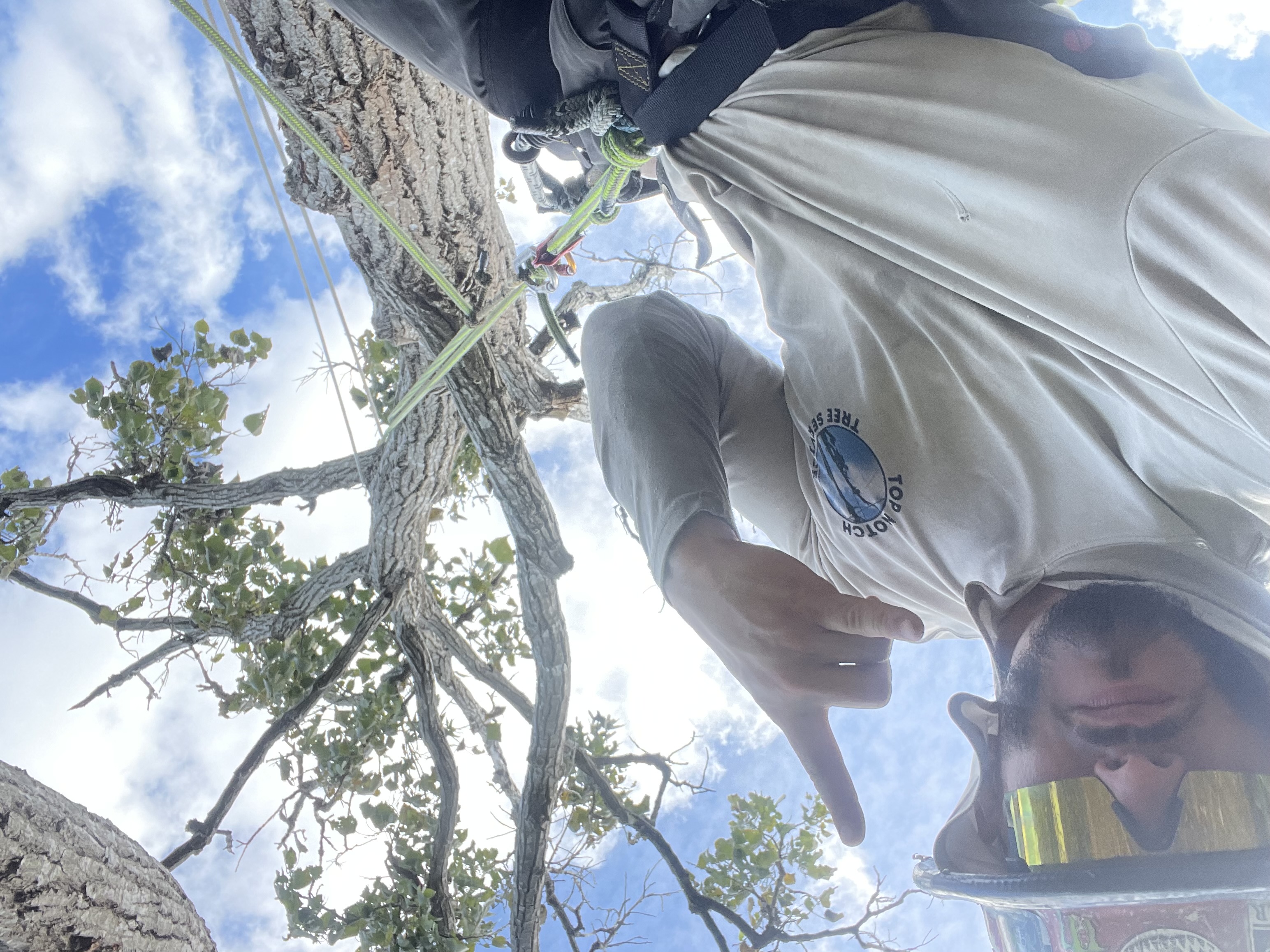 Avatar for Top notch tree services