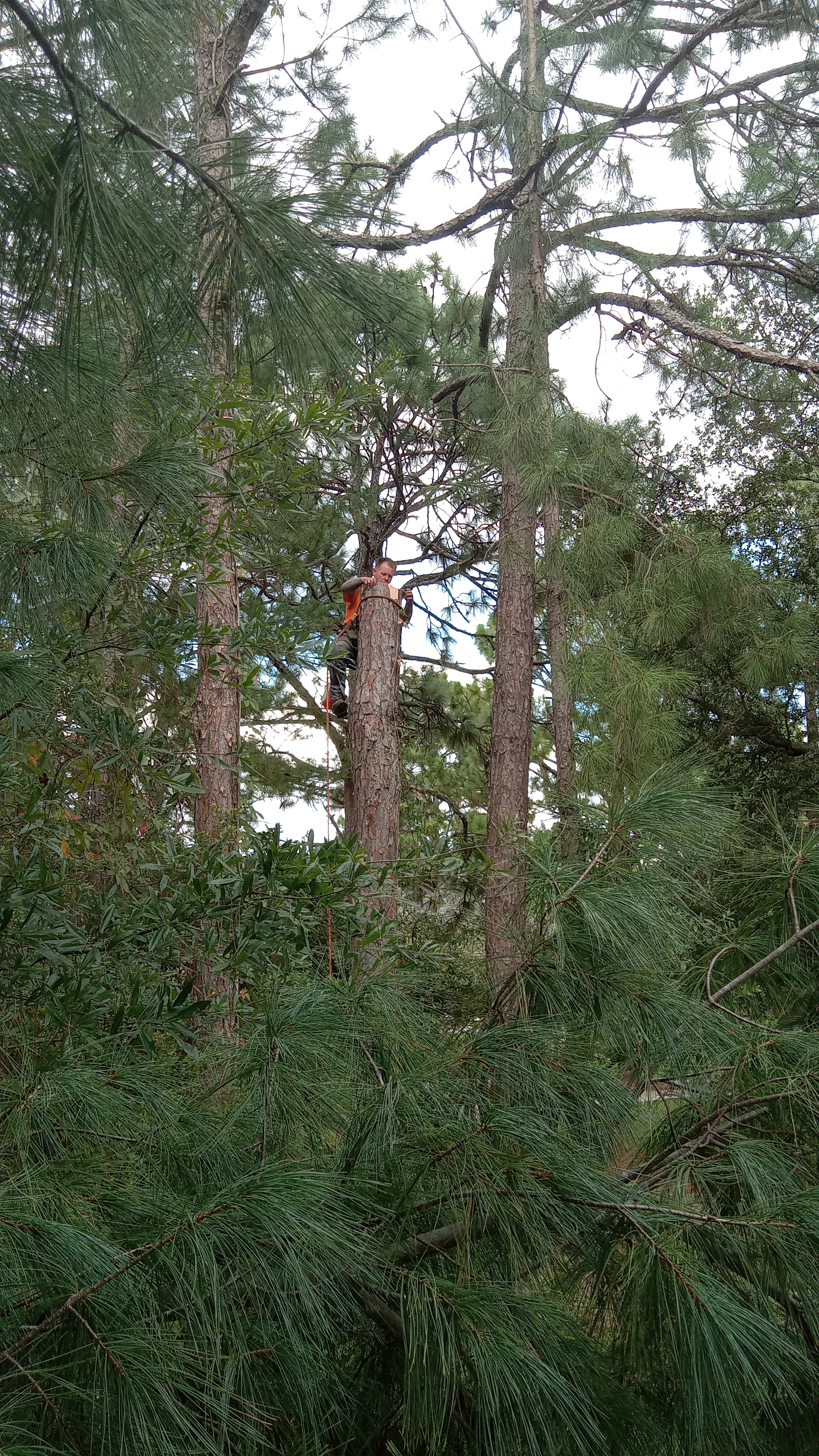 Avatar for United Tree Service