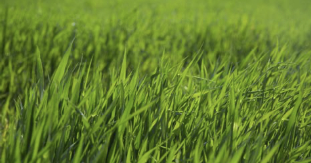 Avatar for ACJ lawn care