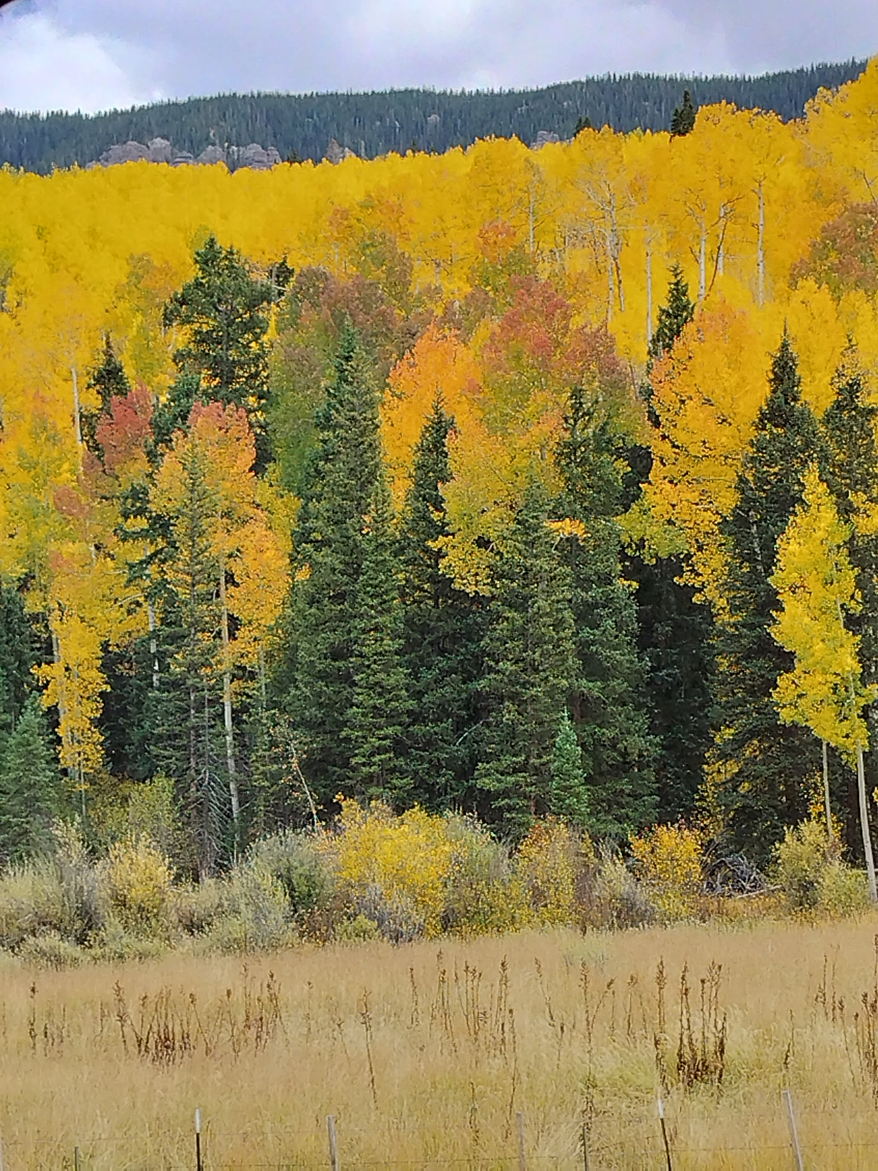 Avatar for Lee's cleaning 