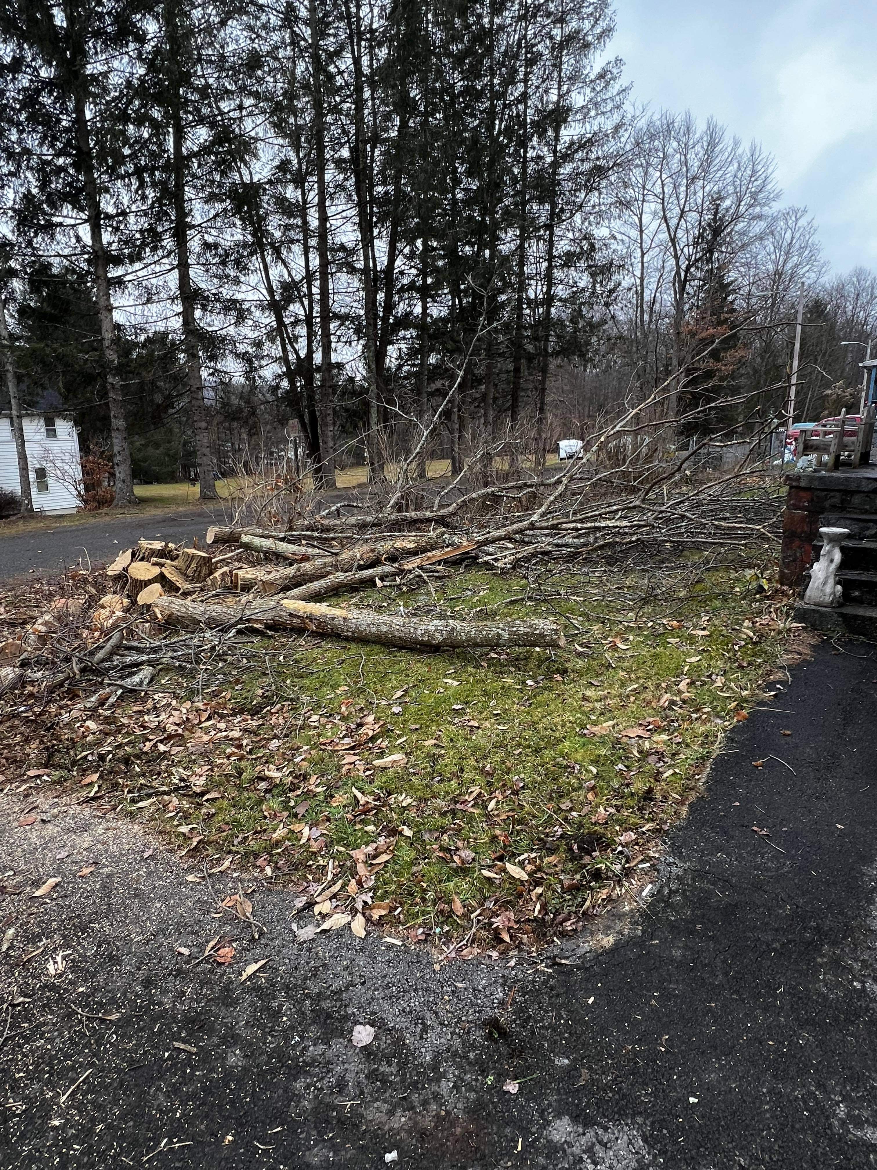 Avatar for Adens tree service