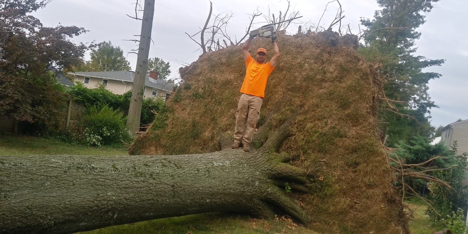 Avatar for Trochez tree service