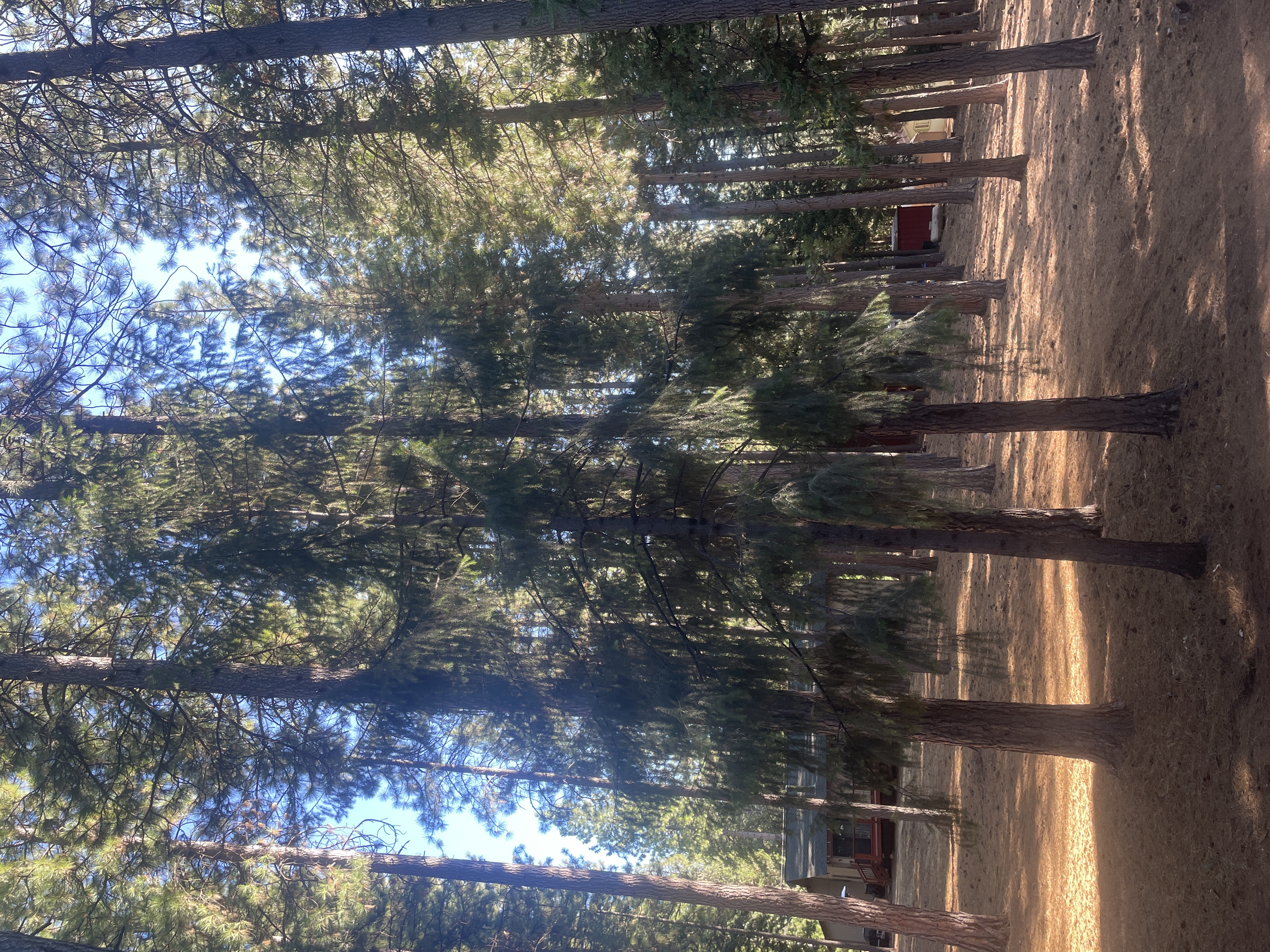 Avatar for Heinz Trusted Tree pros 