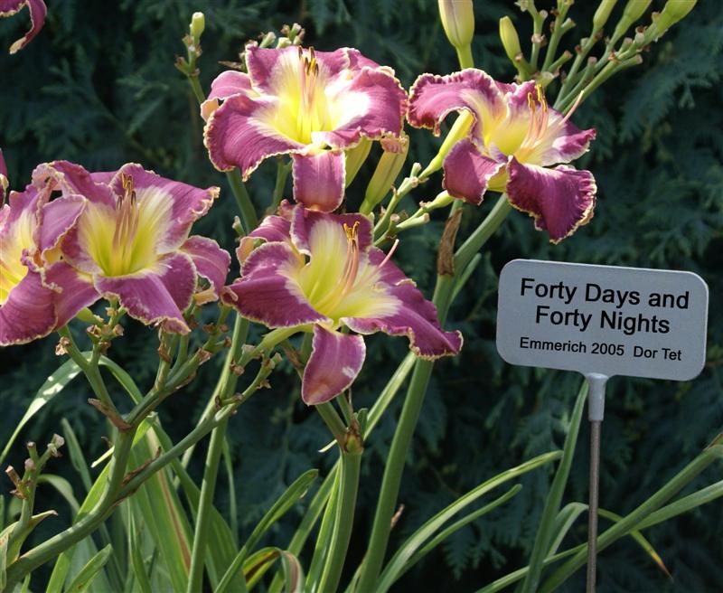 Stainless steel garden stakes