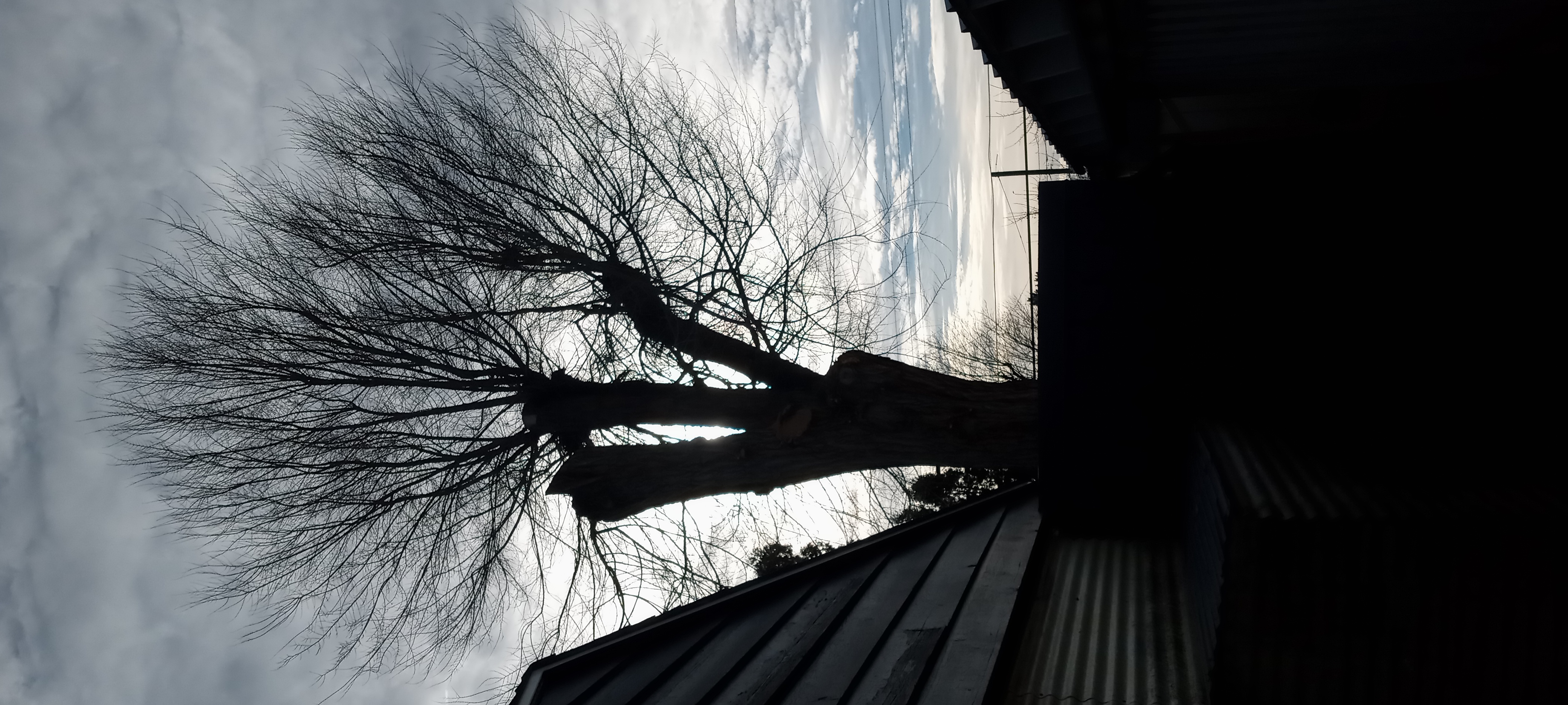 Avatar for ROBBINS g / a tree servis