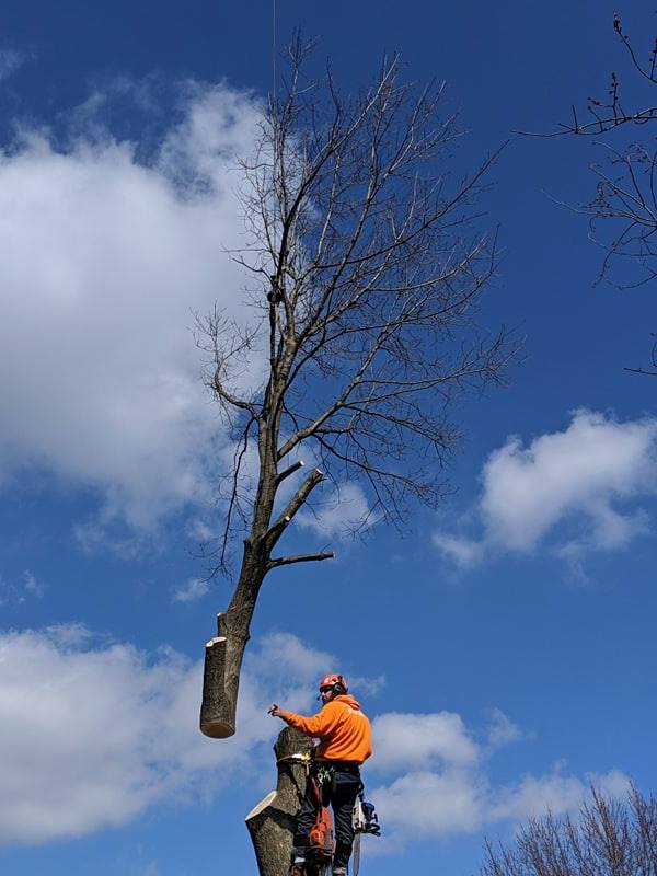 The 1 Tree Service Reviews Columbus, OH Angi