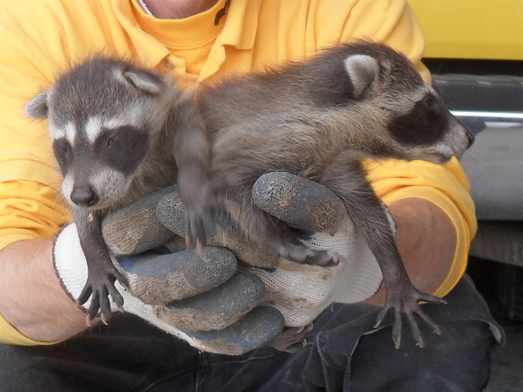 Raccoon young