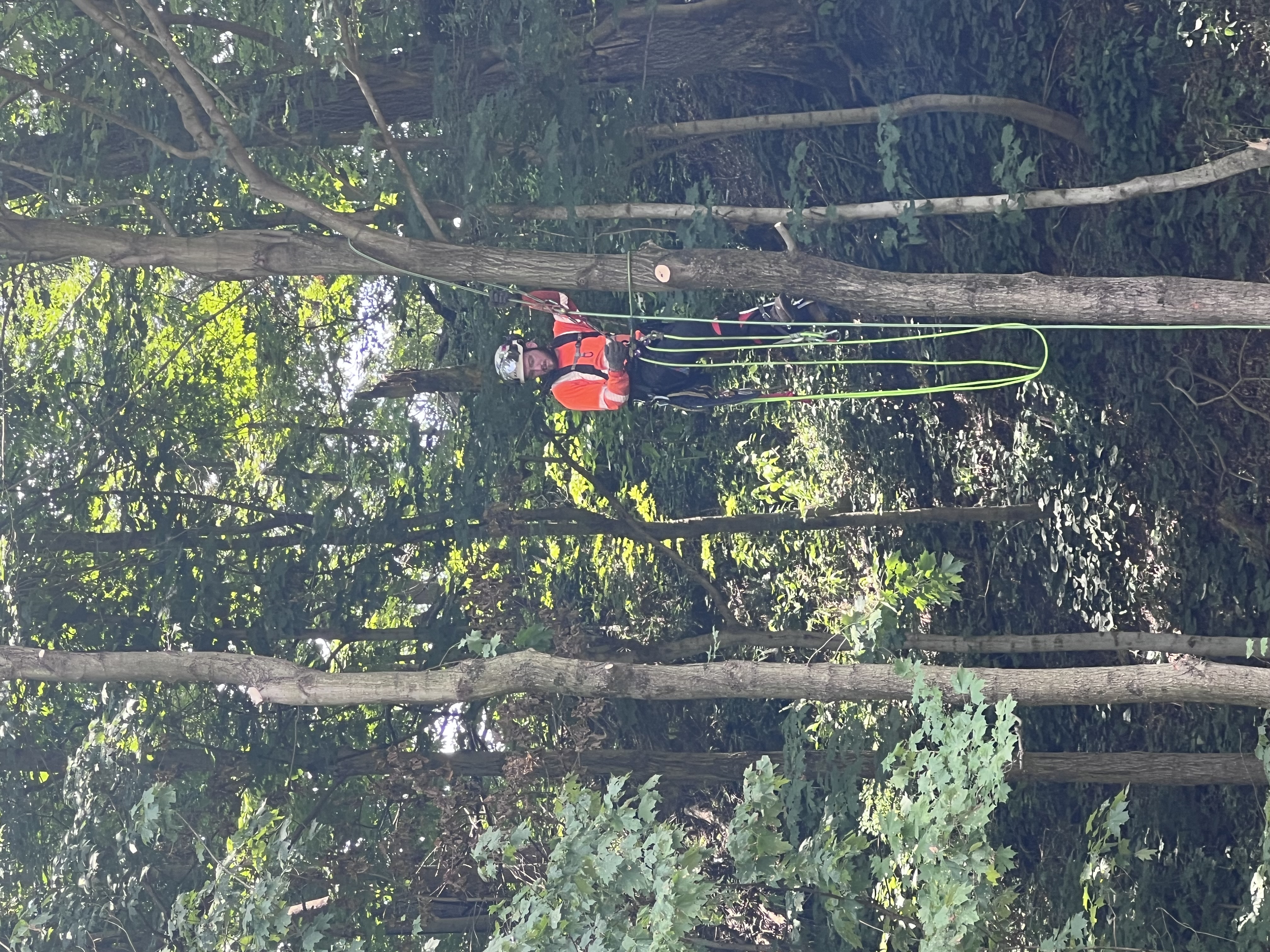 Avatar for Beyond Trimming/Landscaping