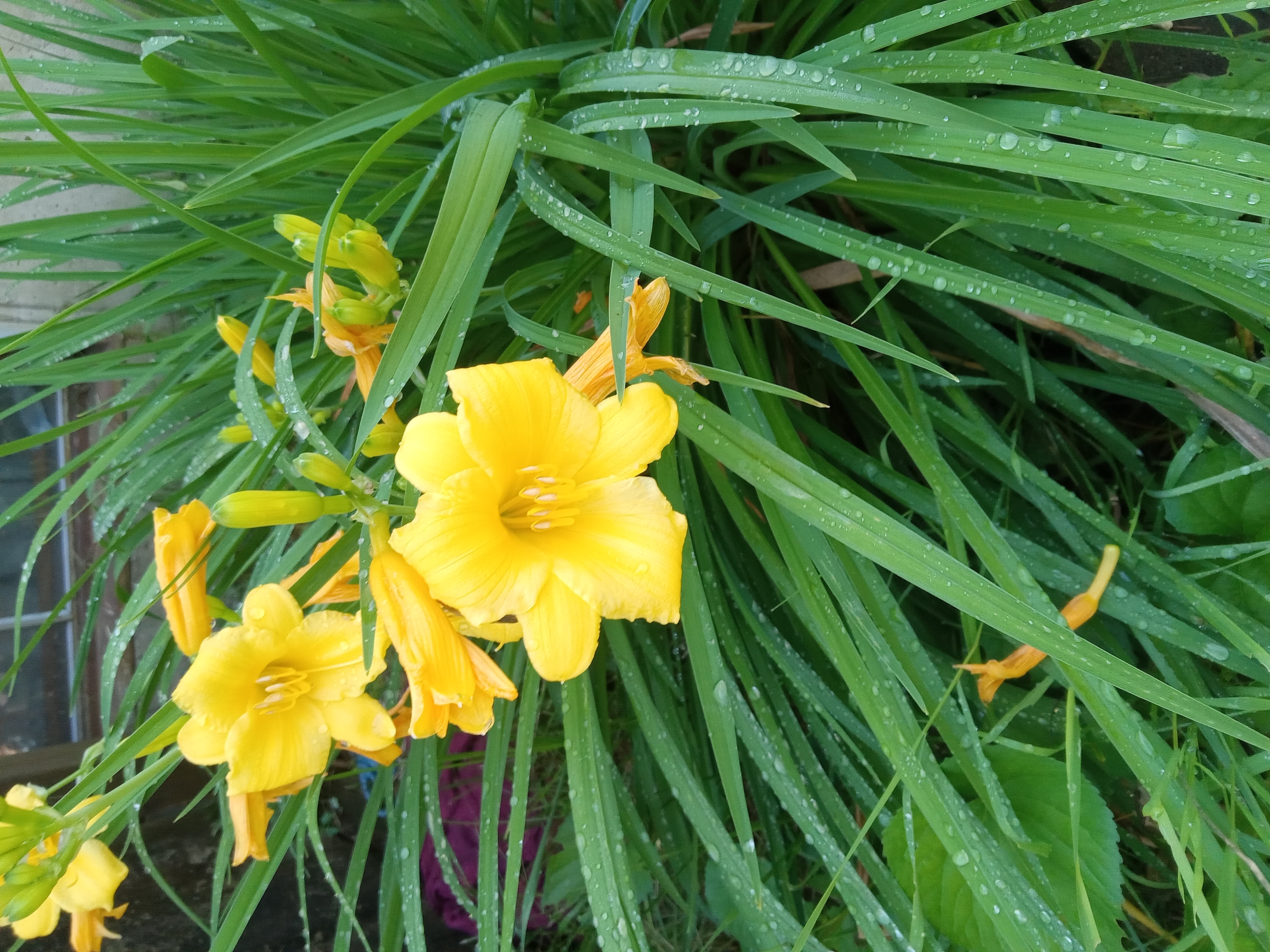 Avatar for Farrington painting