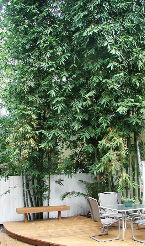 Bamboo-Nursery logo