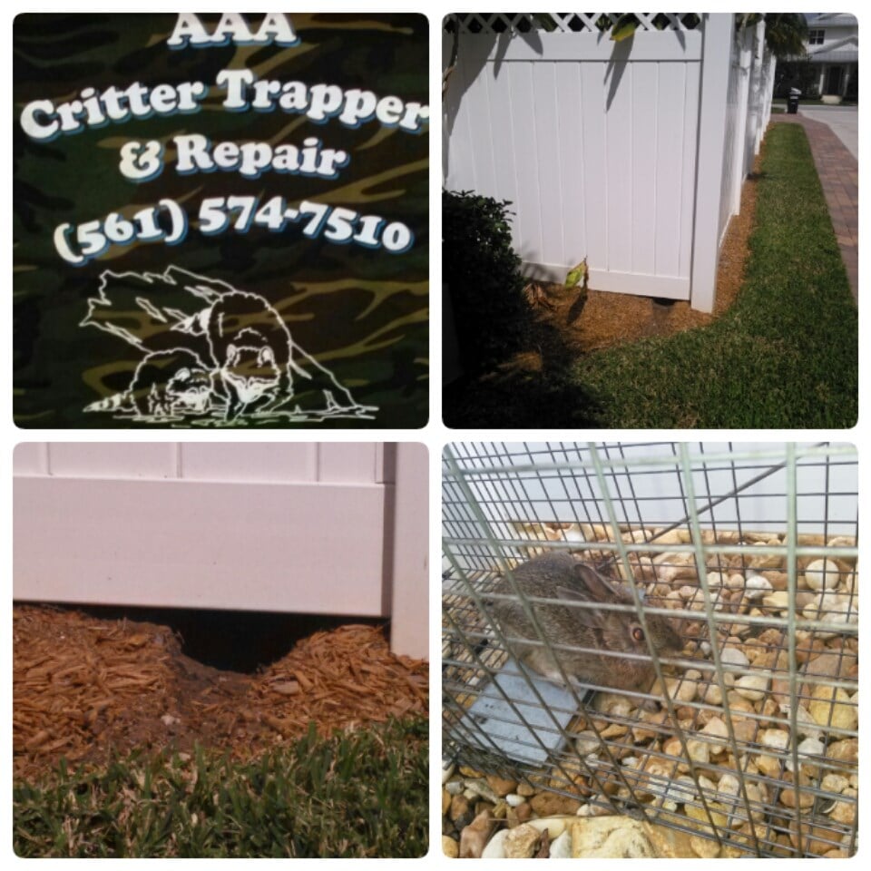 Avatar for AAA Critter Trapper & Repair