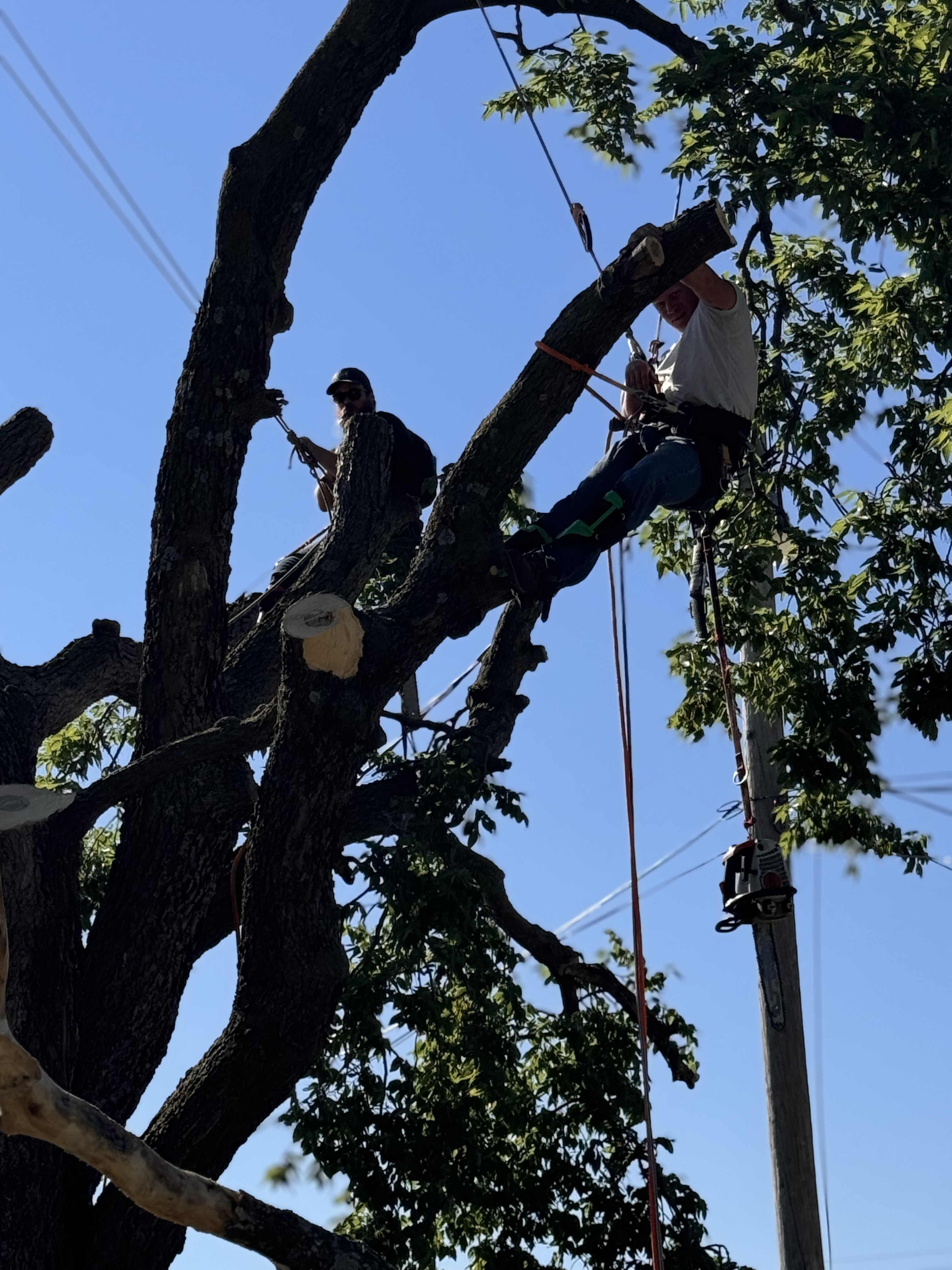 Avatar for Callaway Cuts