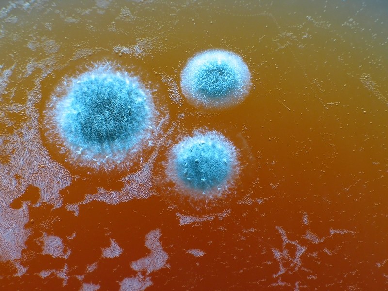 Mold
