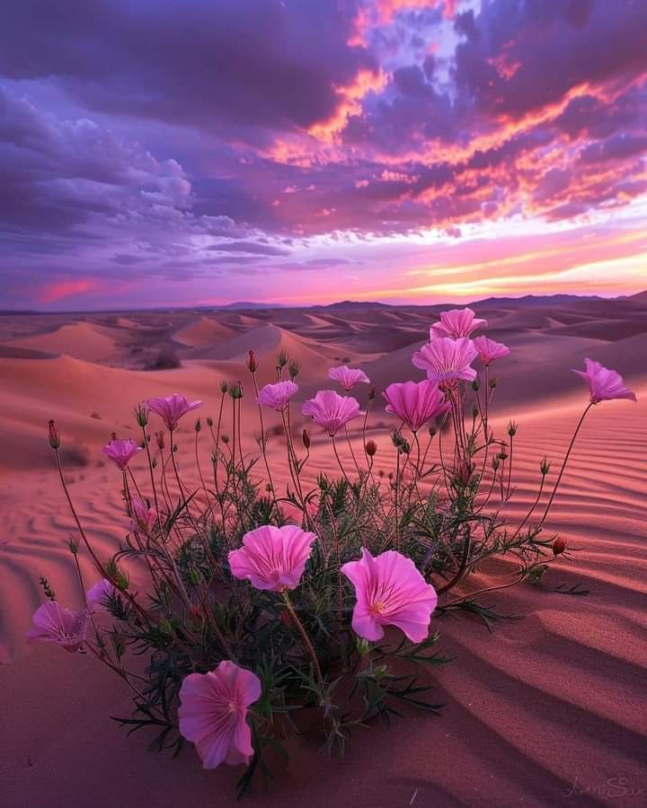 Avatar for Redz hoe repair