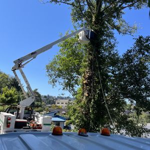 Avatar for Pro Cuts Tree Care