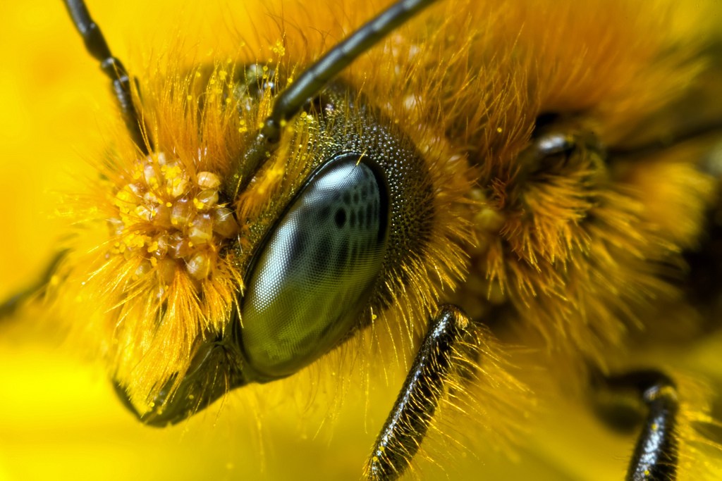 Blessed Bee Apiary logo