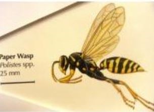 Tabor Pest Services Reviews Benton Il Angi Angie S List