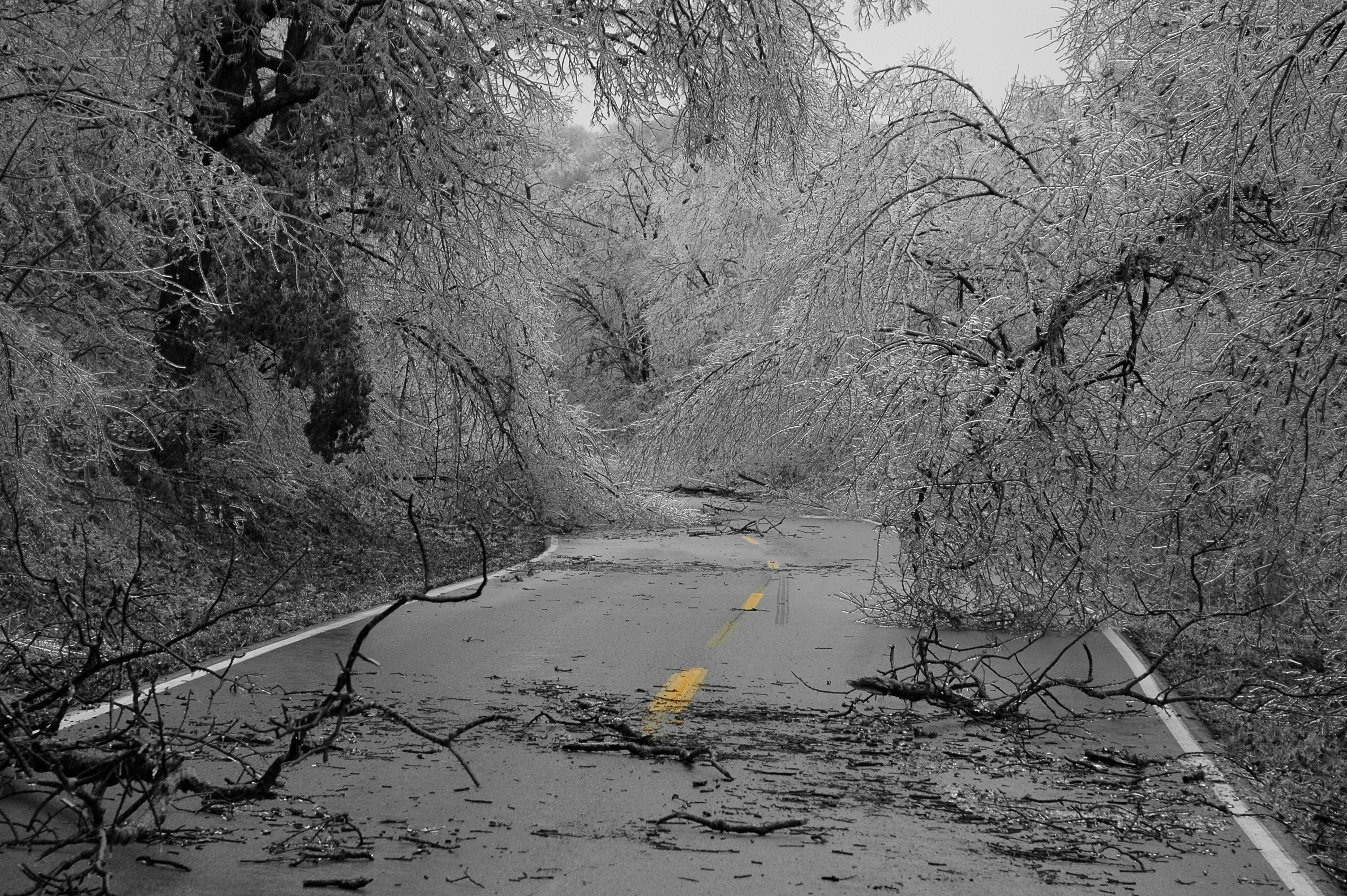 All About Trees Reviews Springfield, MO Angi