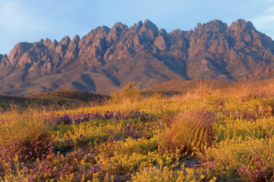 Avatar for Desert Eden Landscapes LLC