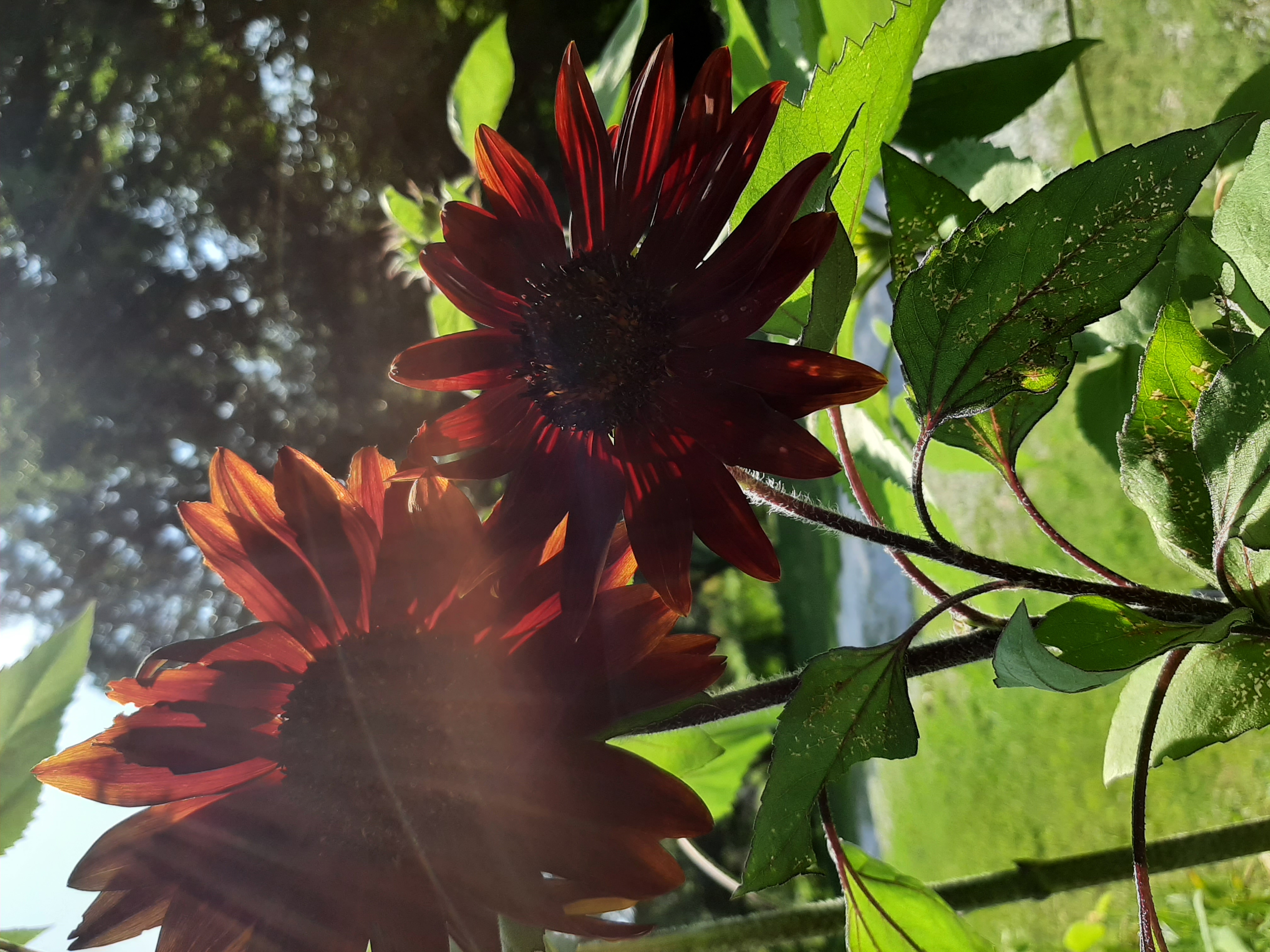 Avatar for BH Home Care