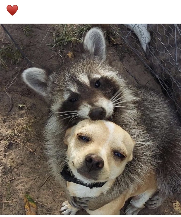 Avatar for BBLeopards