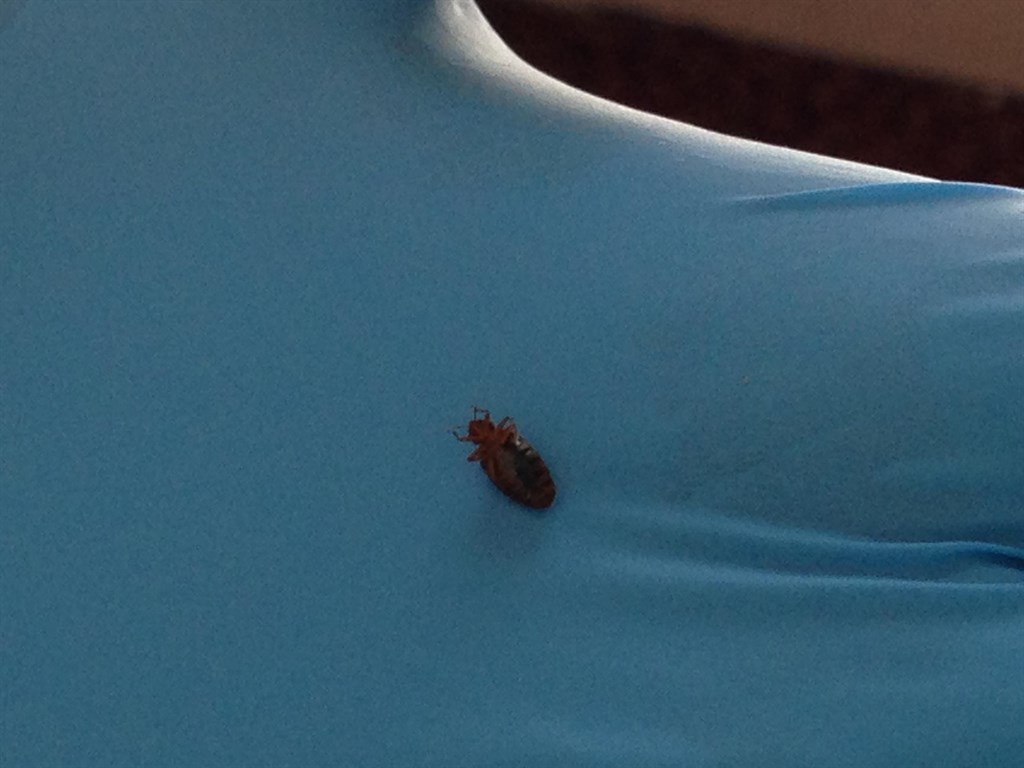 Bed Bug